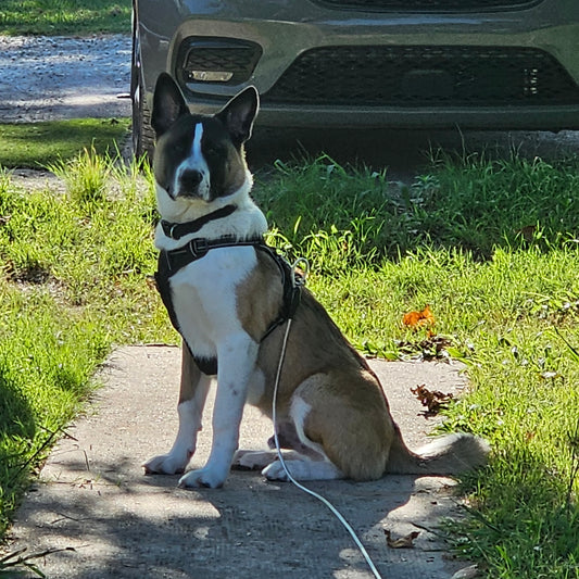 Custom Lithophane Light Box – Turn Your Photo Into 3D Art